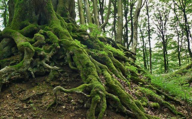 Επτά 7 σημεία προβληματισμού για την ολοκληρωμένη διαχείριση των δασικών οικοσυστημάτων & την αξιοποίηση της δασικής βιομάζας